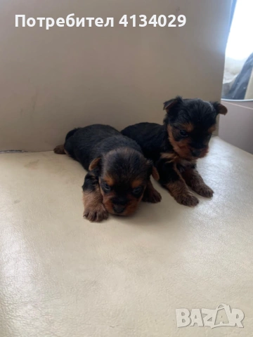 Две мини Йорки мъжки на 1 година и един стандартен мъжки, снимка 14 - Йоркширски териер - 53227851