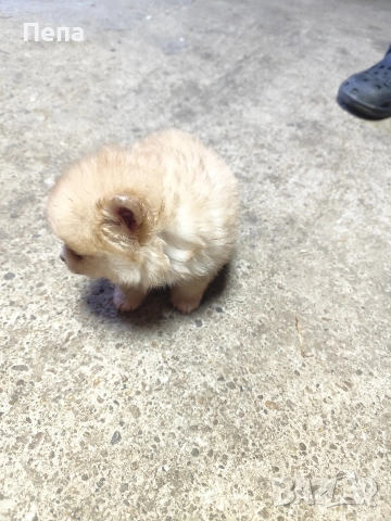 шпиц померан , снимка 8 - Шпиц - 52793634