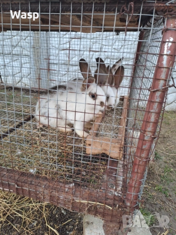 Зайци за разплод, снимка 3 - Чинчили - 53863004