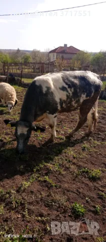 Сиво белгийска юница заплодена, снимка 1