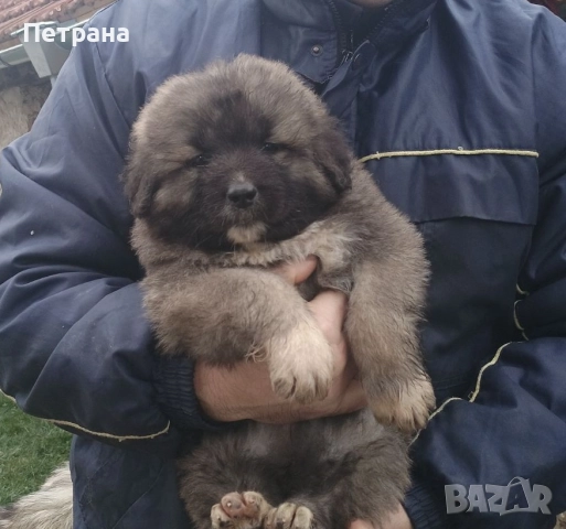 Кавказка овчарка, снимка 3 - Кавказка овчарка - 52890353