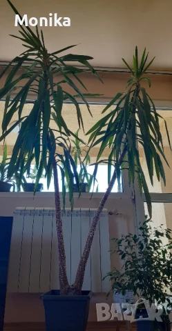 Слонска Юка - различни размери