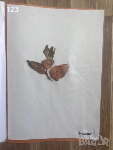 Хербарии, снимка 10 - Други услуги - 51619721