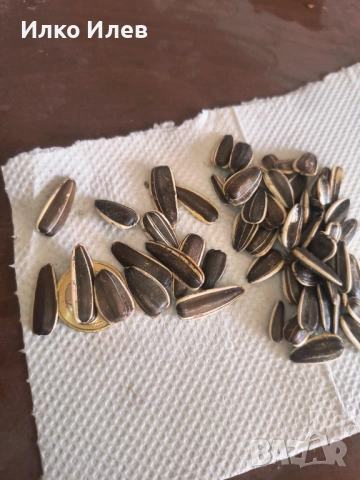 Шарен едър слънчоглед за птици, снимка 2 - За птици - 53719677