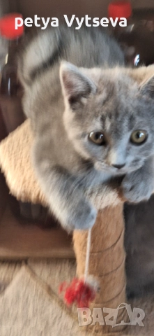 Продавам пританчета, снимка 5 - Британска късокосместа - 52646495