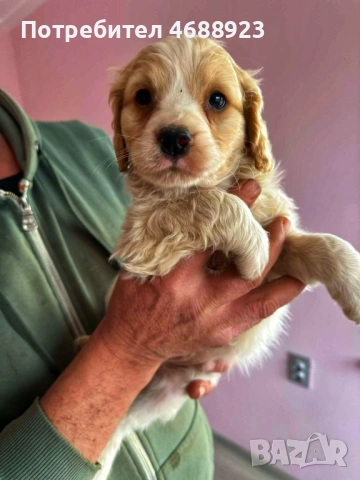 Продават се чистокръвни кокер шпаньоли, снимка 8 - Кокер шпаньол - 53063124