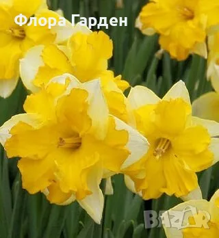Луковици НАРЦИС, снимка 11 - Градински цветя и растения - 56336423