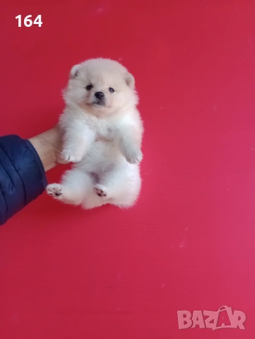 Мъжки и женски Померанчета. Реални снимки от 16.01.26 г. Померани, снимка 9 - Померан - 53125648