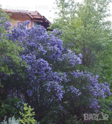 Цеанотусът (Ceanothus) или калифорнийският люляк Налични 3 вида, снимка 2 - Разсади - 49944023