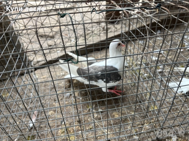 Пощи на капак гълъби , снимка 12 - Гълъби - 52455778