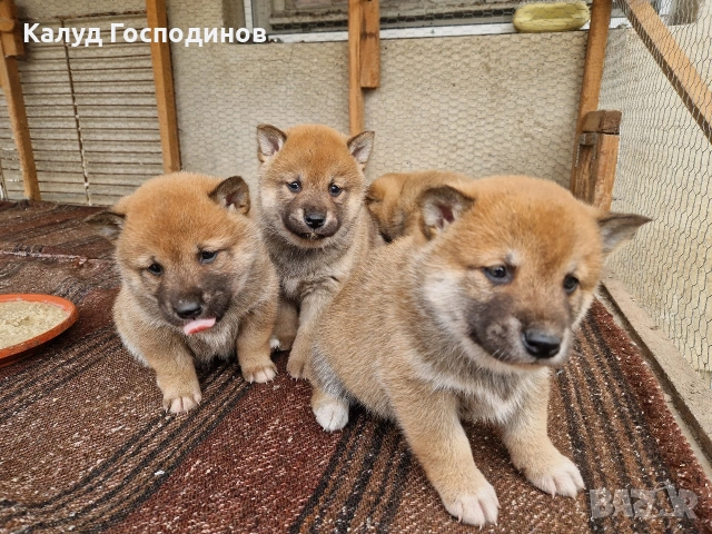 Продавам кученца Шиба Ину, снимка 7 - Шиба ину - 53659658