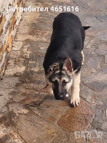 Източно Европейска овчарка момче , снимка 7 - Други - 53642551