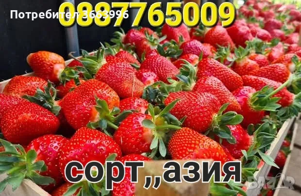 Продавам елитен разсад ягоди и малини , снимка 5 - Разсади - 40037822