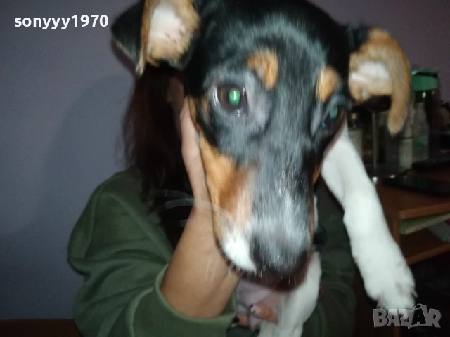 ДЖАК РЪСЕЛ ТЕРИЕР 0512250842, снимка 7 - Джак ръсел териер - 52658574