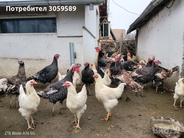 Пуйки и пуяци на половин година и петлета, снимка 2 - Кокошки и пуйки - 52061726