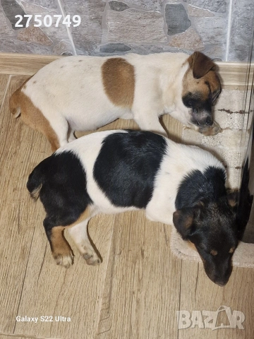 Джак Ръсел териер , снимка 3 - Джак ръсел териер - 53292487