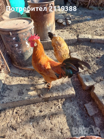 2 бр петлета Италиянка, снимка 2 - Кокошки и пуйки - 52773489