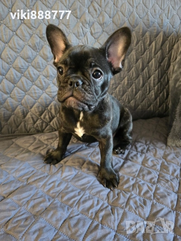 френски булдог на 3м с ваксини и паспорт , снимка 2 - Френски булдог - 53853696