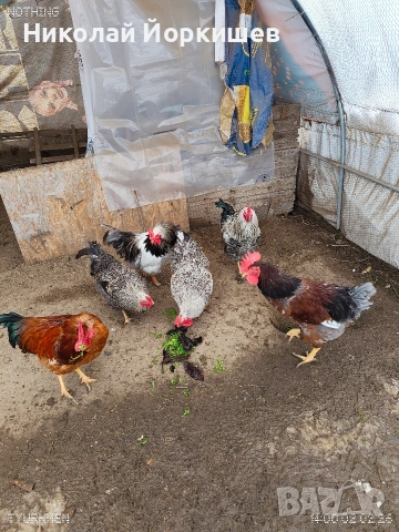 Петли, снимка 4 - Кокошки и пуйки - 53419370