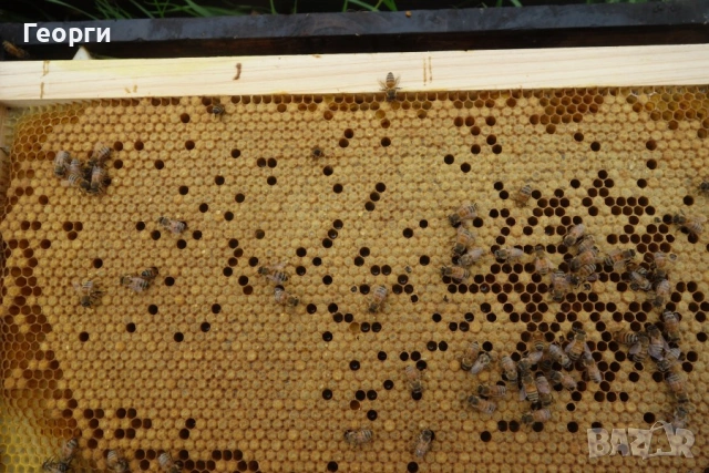 малки пчелни семейства, снимка 2 - За пчели - 53659628