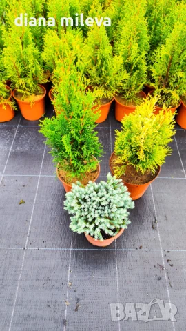 Промо пакет от 3бр студоустойчиви иглолистни и вечнозелени растения!, снимка 2 - Градински цветя и растения - 51219566