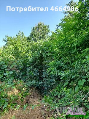 Почистване на дворни места класиране на трева