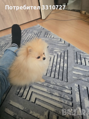 Женски померан на 5 месеца, снимка 3 - Померан - 52408912
