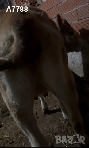 женско теле, снимка 2 - Крави - 53839677