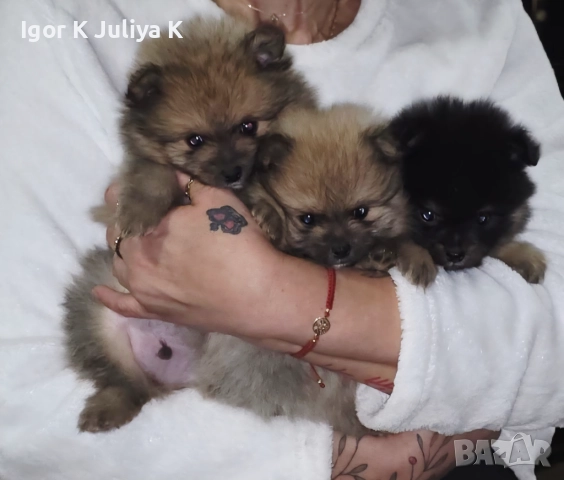 Померанчета, пухави топки, снимка 2 - Померан - 52677456