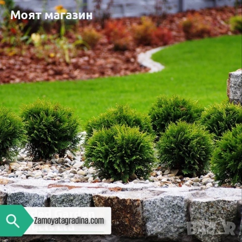 Туя Голд Даника Tuja Danica Gold, снимка 10 - Градински цветя и растения - 53650029