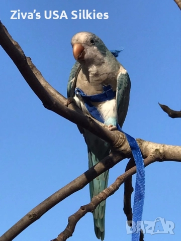 ръчно отглеждане на птици, снимка 2 - Папагали - 52415606