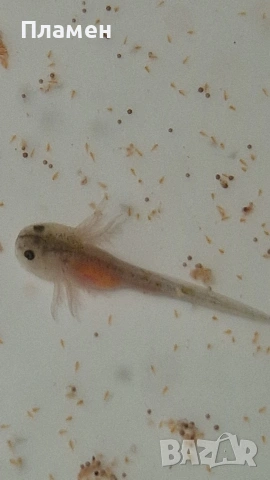 Аксолотъл Амбистома, снимка 4 - Рибки - 53803622