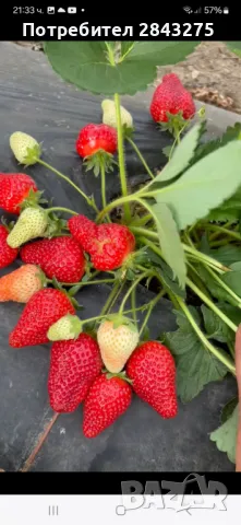 Продавам разсад ягоди , снимка 3 - Сортови семена и луковици - 47376632