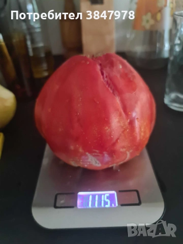 Разсад домат "Биволско сърце", снимка 4 - Градински цветя и растения - 53735749