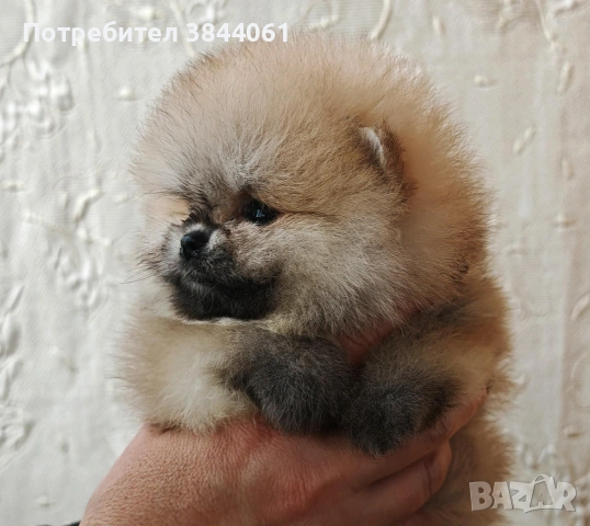 Мини померанчета 