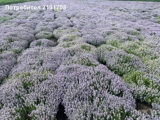 Продавам етерични масла, снимка 7 - Козметика за тяло - 49195415