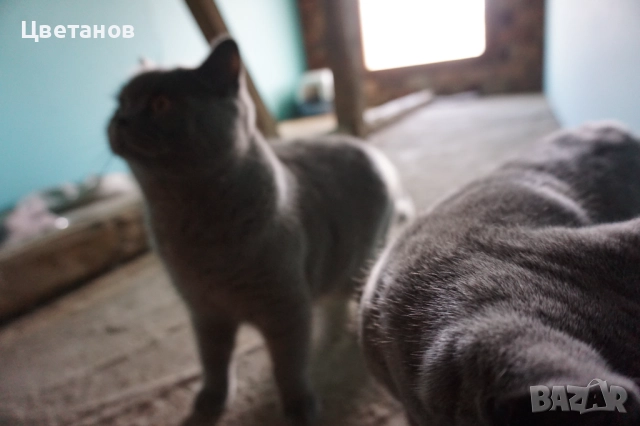 Британска късокосместа, снимка 2 - Британска късокосместа - 52973110