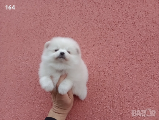 Бели Померани. Реални снимки от 05.01.26 г. , снимка 3 - Померан - 52932932
