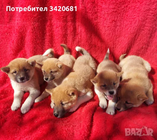 Шиба Ину Shiba iny , снимка 4 - Шиба ину - 48289222