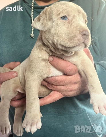 питбул блу нос мъжки и женски, снимка 8 - Питбул - 51319756