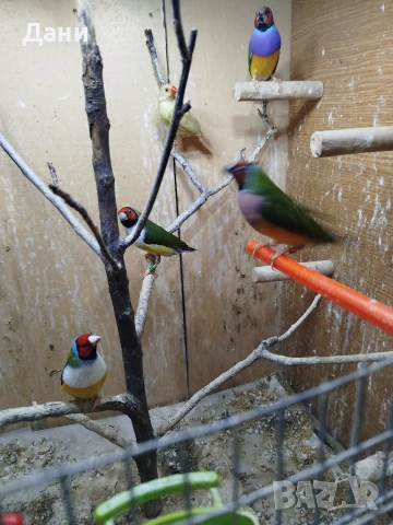 Продавам 2 чифта Гулдови амадини. , снимка 4 - Амадини - 52578074