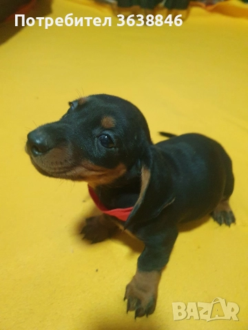 Дакел, снимка 4 - Дакели - 52885827