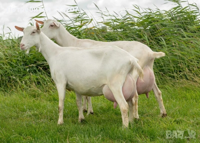 Продавам кози, ярета, пръчове