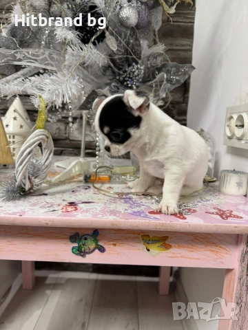 Чихуахуа , снимка 2 - Чихуахуа - 52632637