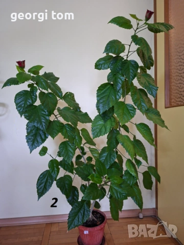 Китайска роза 15 €