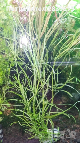 Аквариумни растения , снимка 13 - Рибки - 52689013