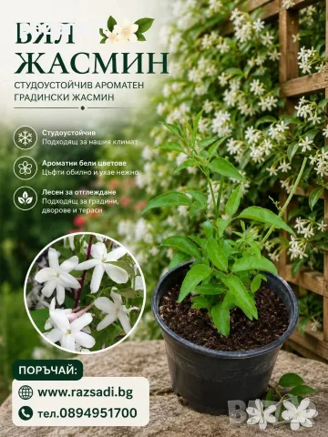 Бял жасмин - Ароматен, градински , снимка 3 - Градински цветя и растения - 55756197