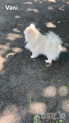 Женски померан с родословие, снимка 3 - Померан - 50587143