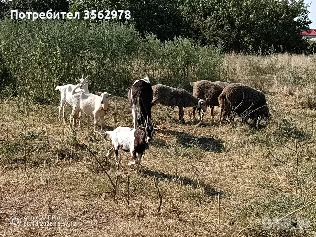 Агнета, шилета,ярета , снимка 3 - Кози - 55123718
