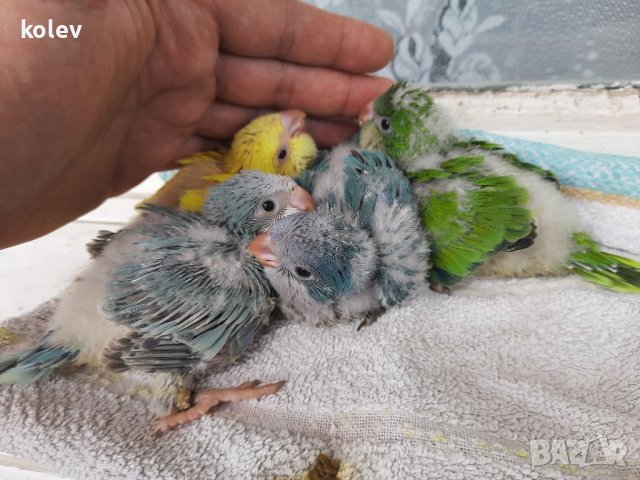 Ръчно хранени папагали монах  2024г , снимка 8 - Папагали - 40805832